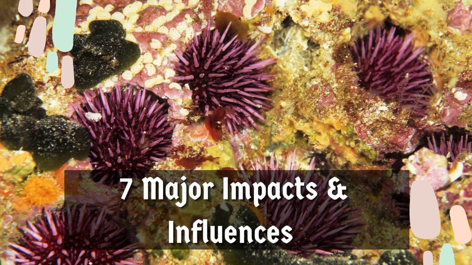 How Does Temperature Affect Sea Urchins Major Impacts