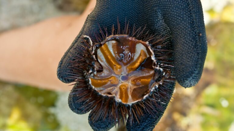 35 Amazing Facts About Sea Urchins
