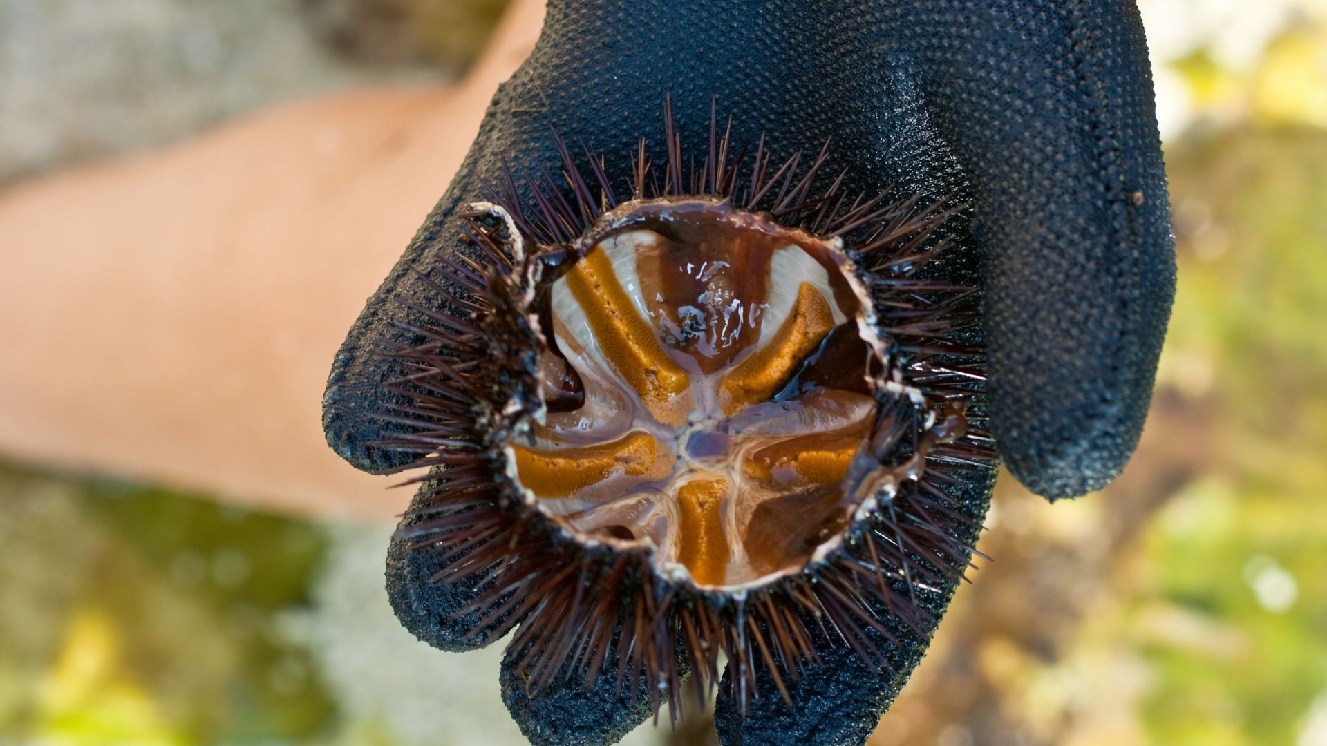 50 Amazing Facts About Sea Urchins