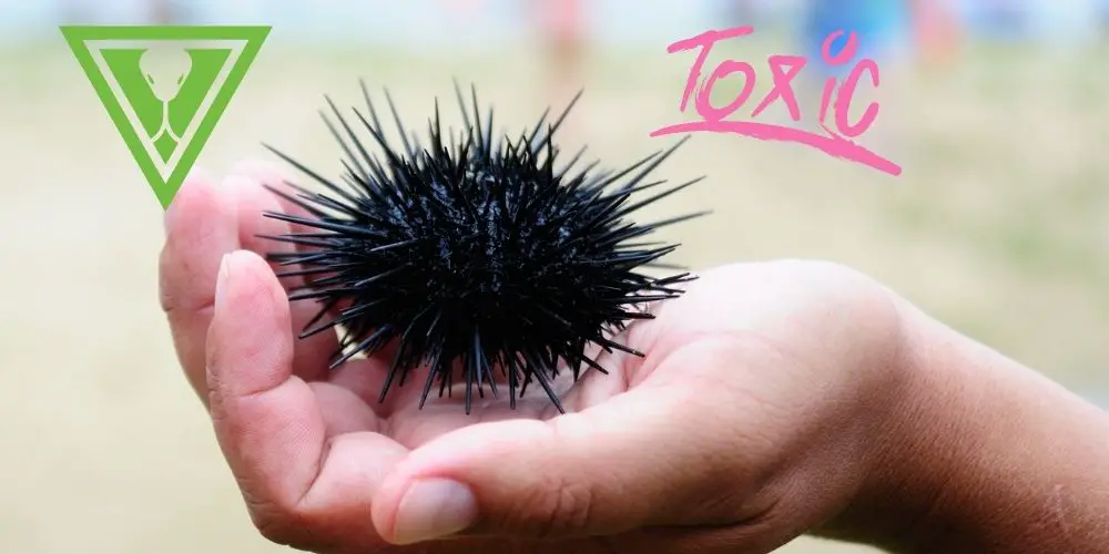 15 Sea Urchins Toxicity and Venom facts