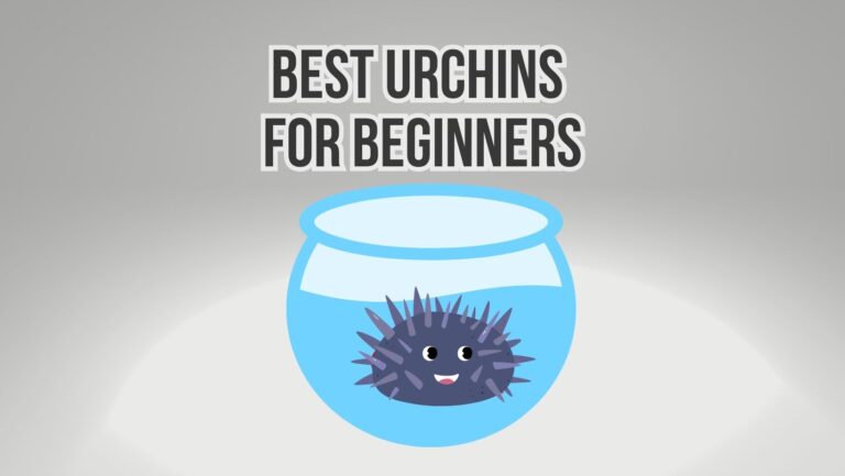 5 Best Saltwater Urchins for Beginners