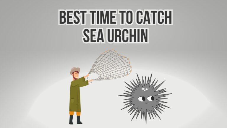 What is the Best Time To Catch Sea Urchin