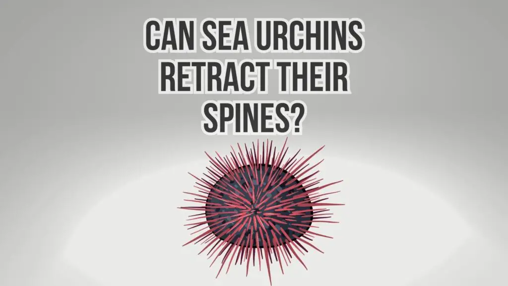 Is a Sea Urchin a Shellfish? (3 Key Differences)