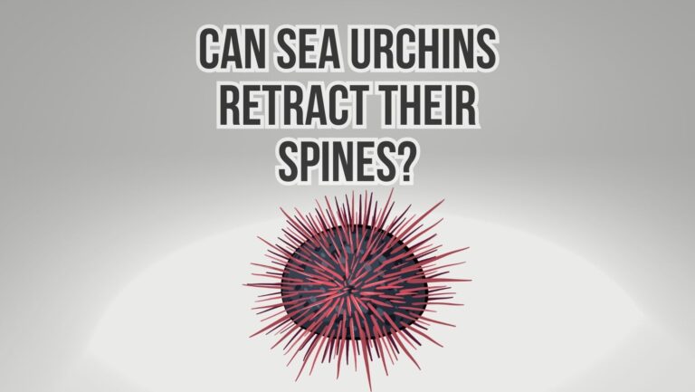 Can Sea Urchins Retract Their Spines?
