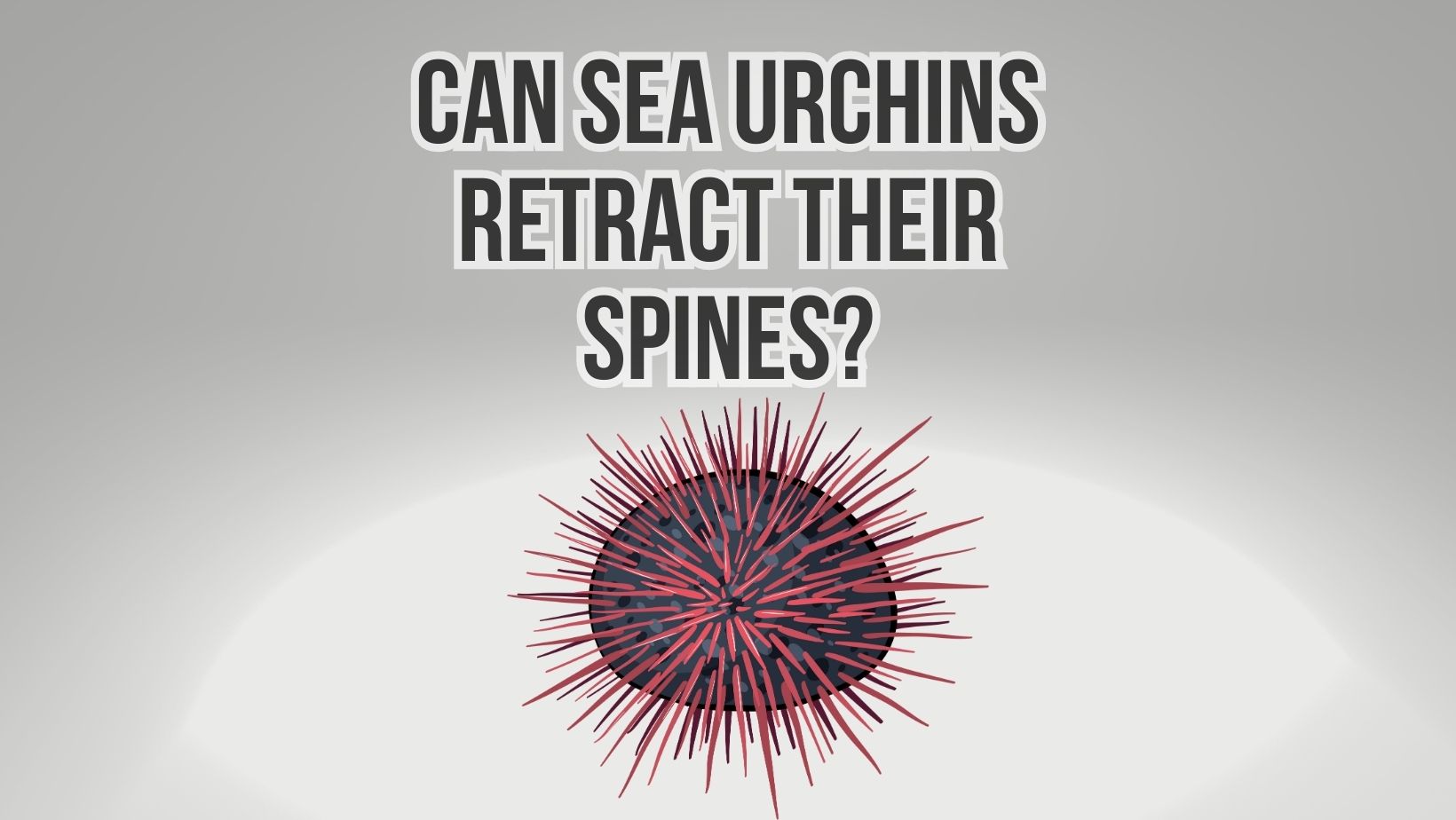 Can Sea Urchins Retract Their Spines