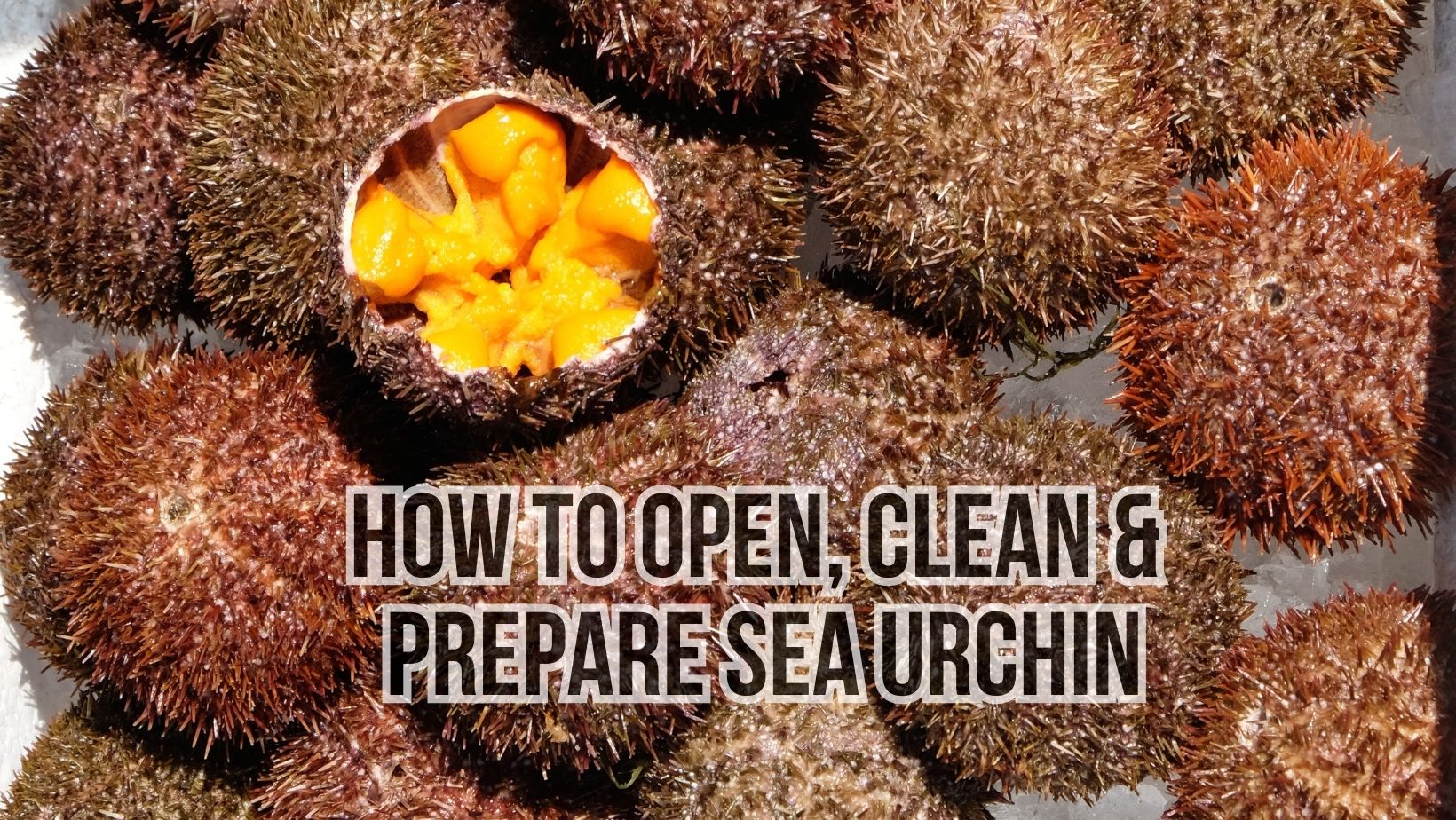 How Do You Open, Clean And Prepare Sea Urchin