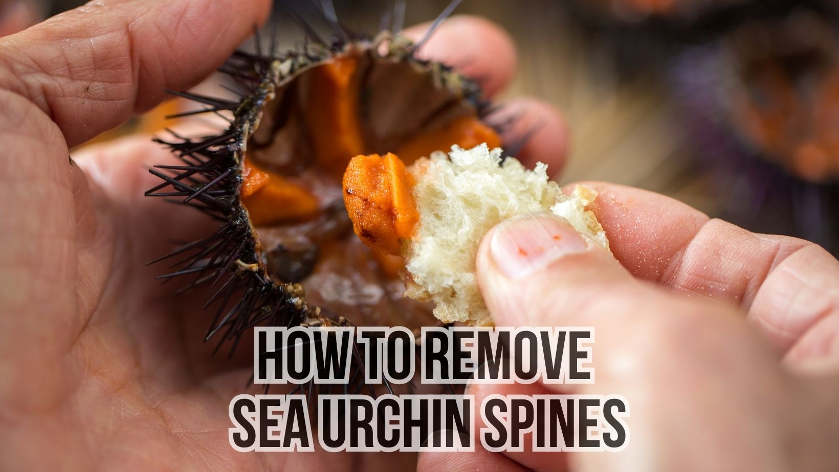 How To Remove Sea Urchin Spines