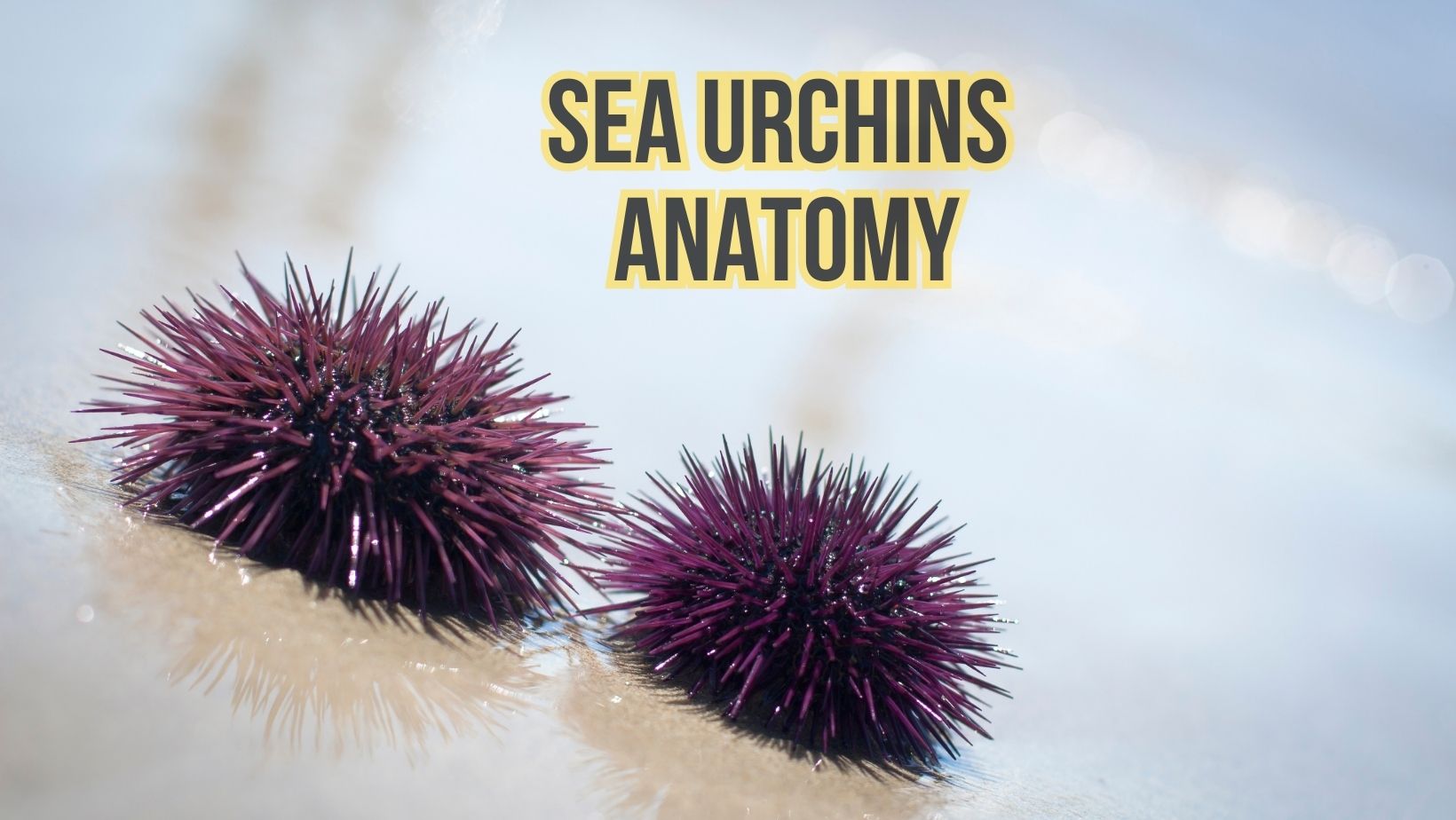Sea Urchin Anatomy