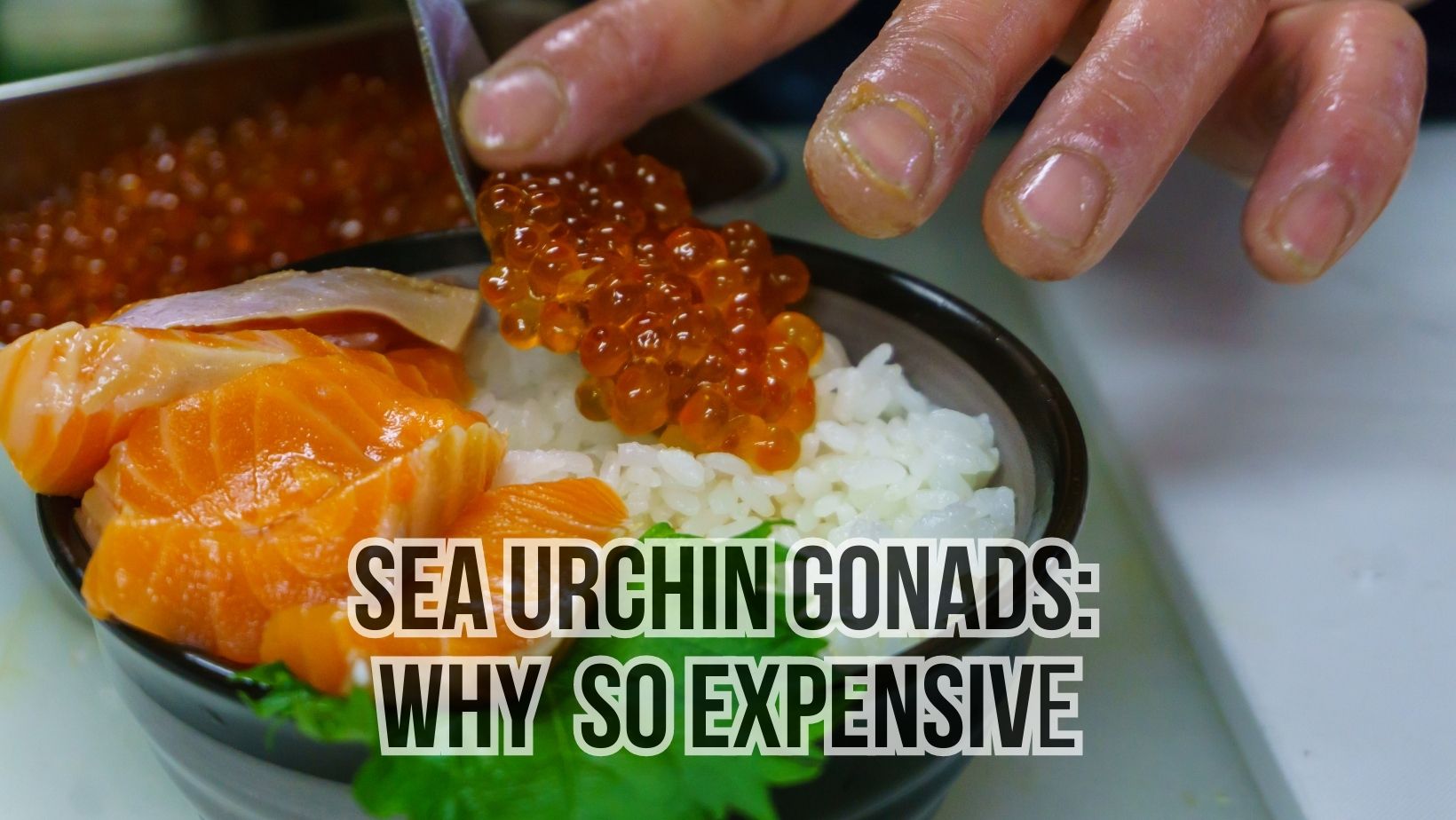 Sea Urchin Gonads Why Are They So Expensive