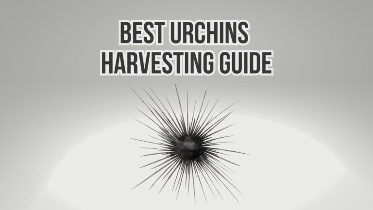 Sea Urchin Harvesting: How And Why?