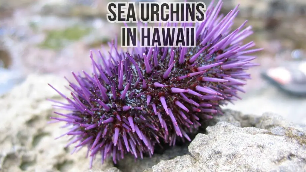 Are There Sea Urchins In Hawaii? Which Types