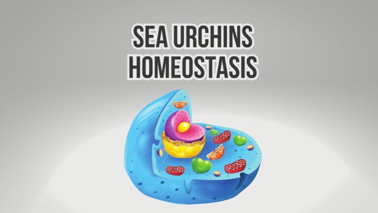 How Do Sea Urchins Maintain Homeostasis Through Diffusion