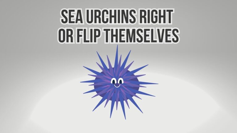 Can Sea Urchins Right or Flip Themselves?
