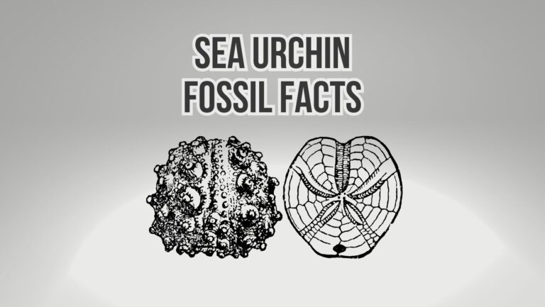 How Old Are Fossilized Sea Urchin?
