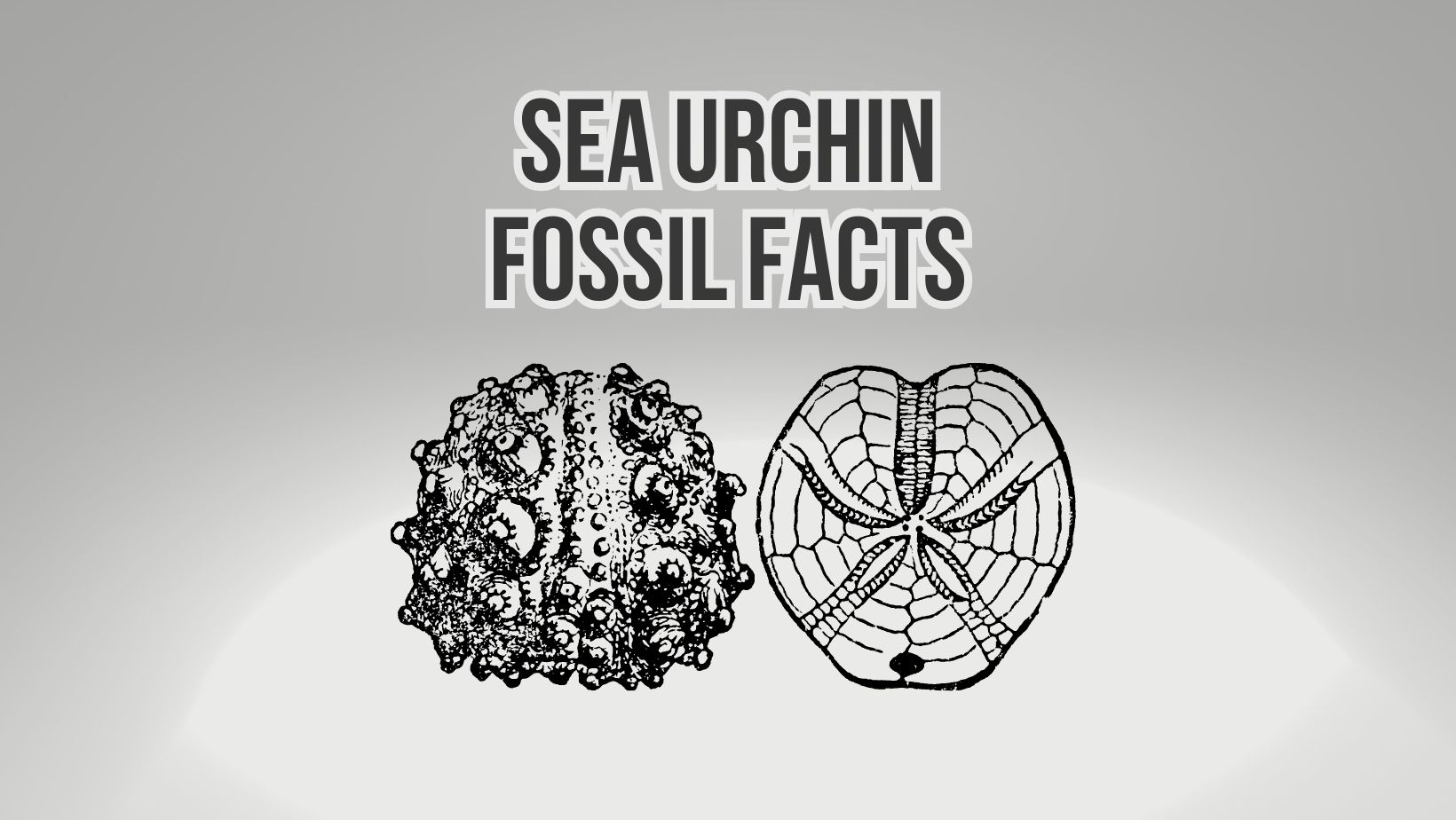 How Old Are Fossilized Sea Urchin?