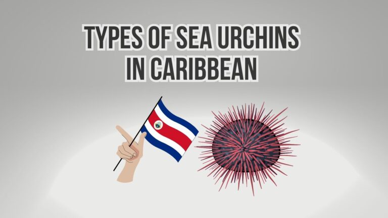 5 Types Of Sea Urchins In Caribbean
