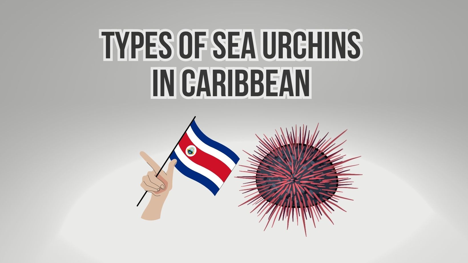 Types Of Sea Urchins In Caribbean