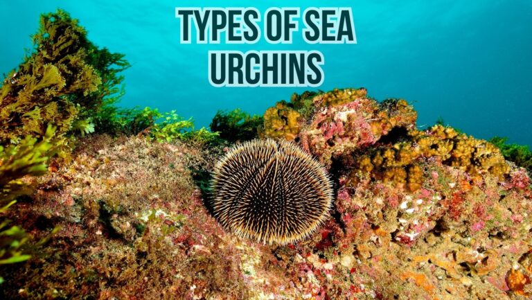 20+ Types Of Sea Urchins You Must Know