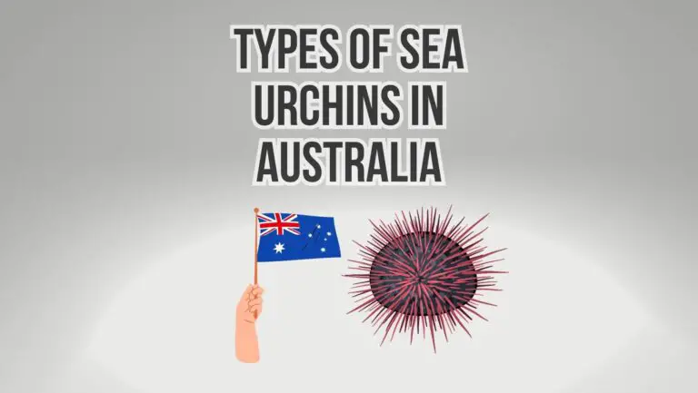 Types of Sea Urchins in Australia