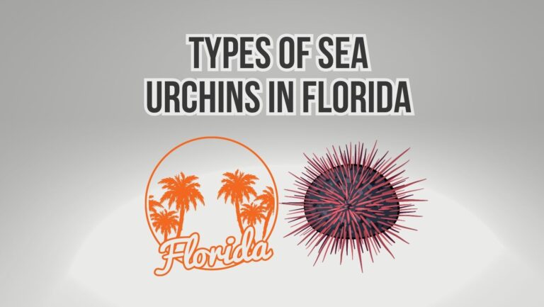Types of Sea Urchins in Florida