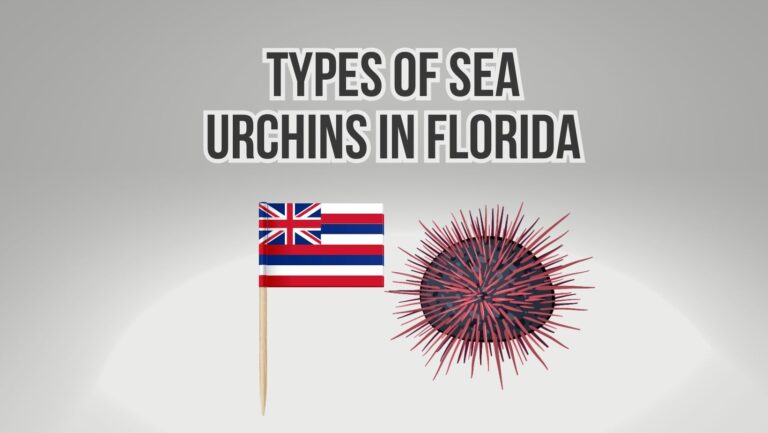 5 Types of Sea Urchins In Hawaii