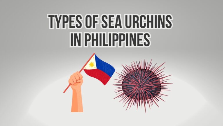 Types of Sea Urchins in Philippines