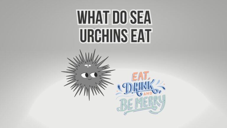 What Do Sea Urchins Eat In Wild And Captivity