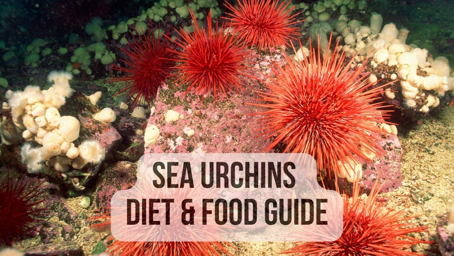 Sea Urchins Diet And Food Guide 101 - Sea Urchins Mag