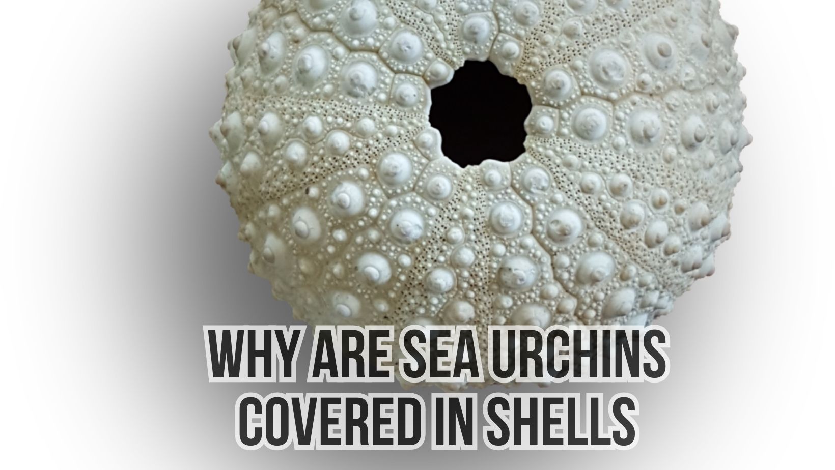 Why Are Sea Urchins Covered In Shells