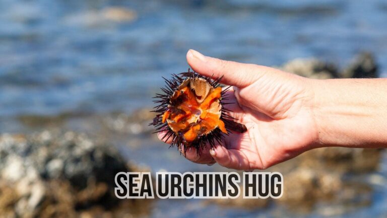 Why Do Sea Urchins Hug Your Finger?