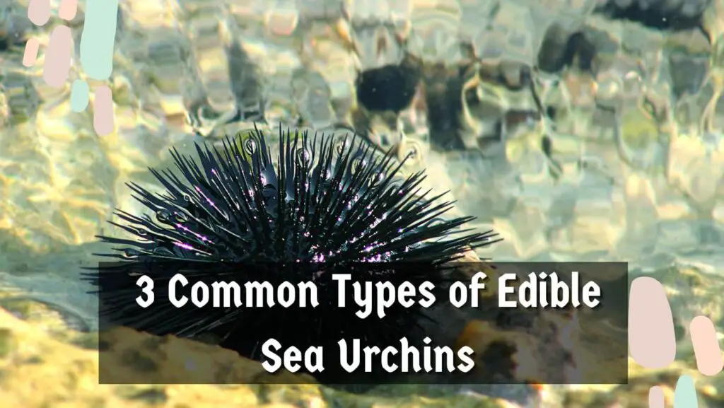 3 Common Types of Edible Sea Urchins
