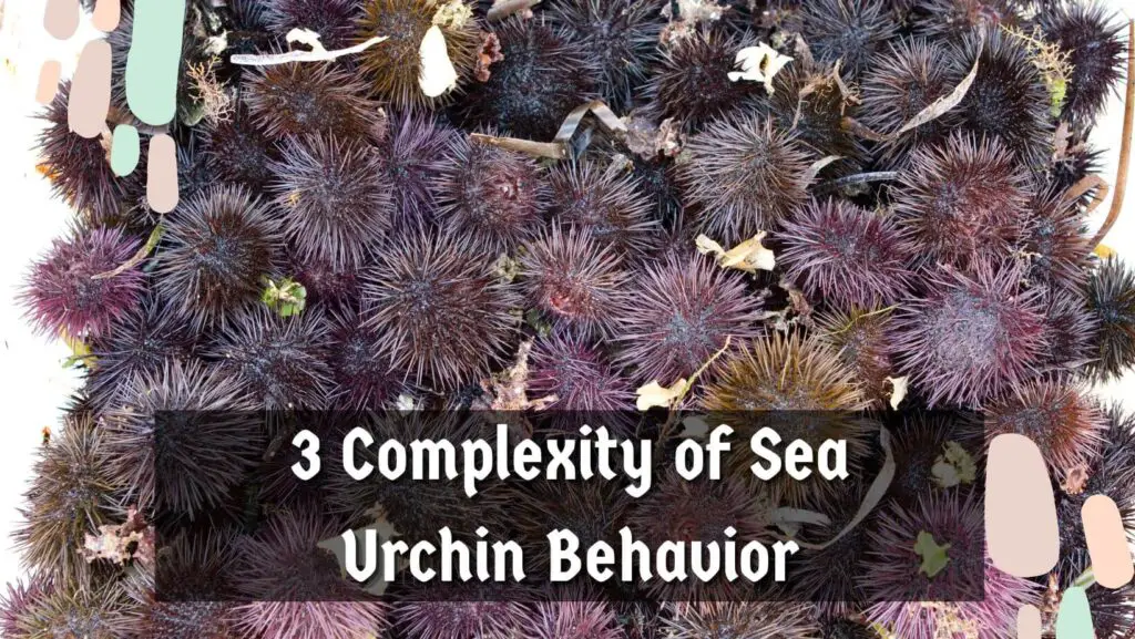 3 Complexity of Sea Urchin Behavior