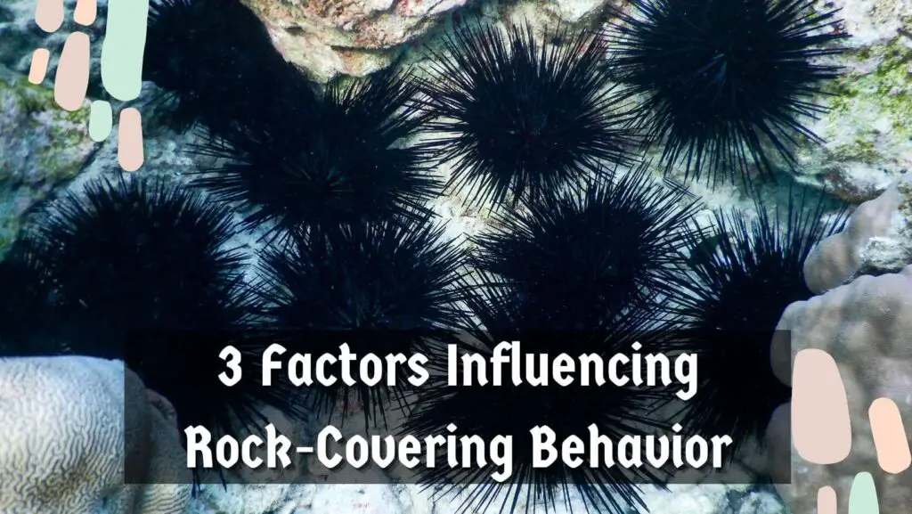 3 Factors Influencing Rock-Covering Behavior