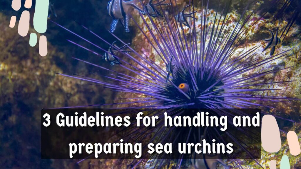 3 Guidelines for handling and preparing sea urchins