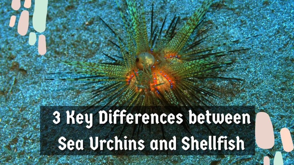 3 Key Differences between Sea Urchins and Shellfish