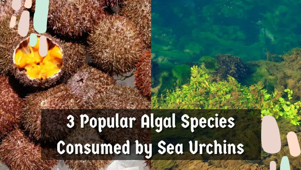 3 Popular Algal Species Consumed by Sea Urchins