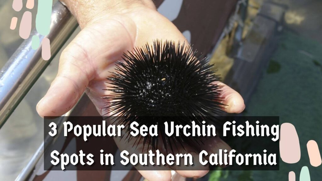 3 Popular Sea Urchin Fishing Spots in Southern California
