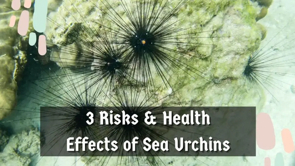 3 Risks & Health Effects of Sea Urchins