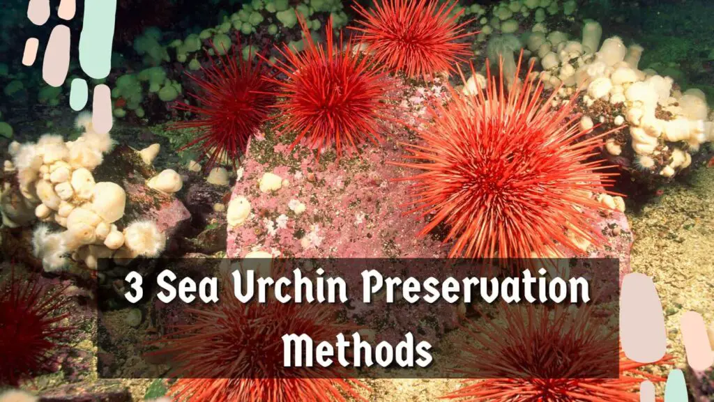 3 Sea Urchin Preservation Methods
