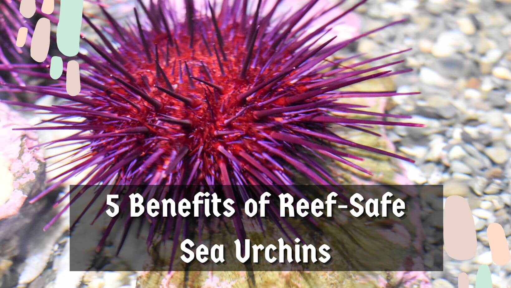 Are Sea Urchins Reef Safe? Sea Urchins Mag