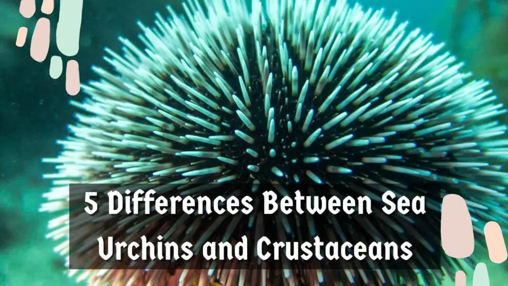 5 Differences Between Sea Urchins and Crustaceans