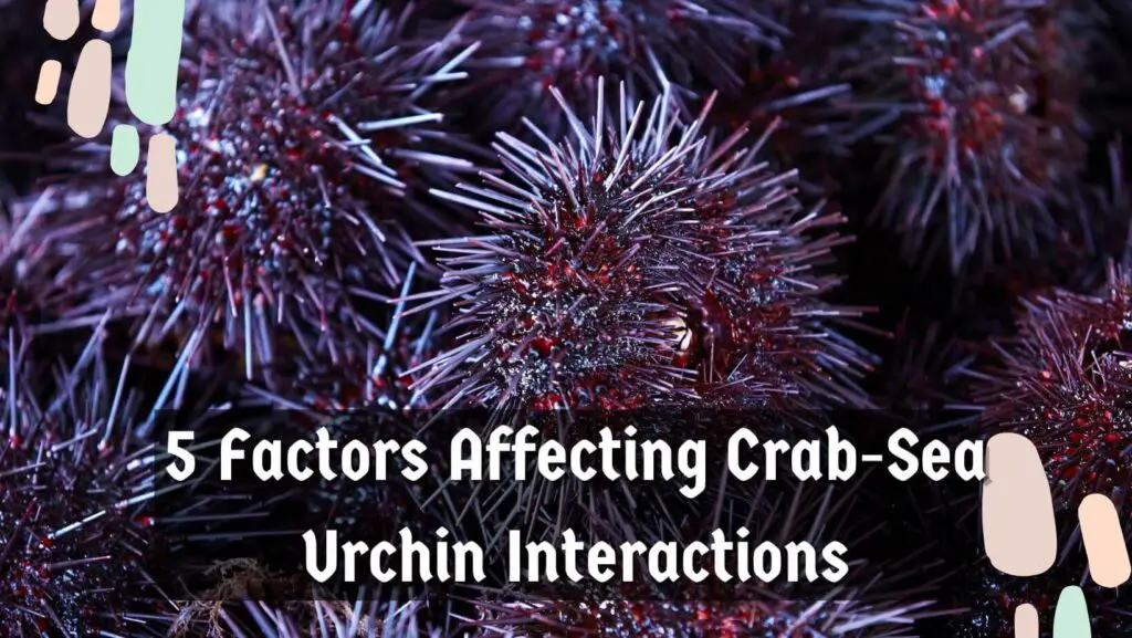 5 Factors Affecting Crab-Sea Urchin Interactions