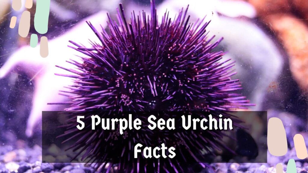 5 Purple Sea Urchin Facts