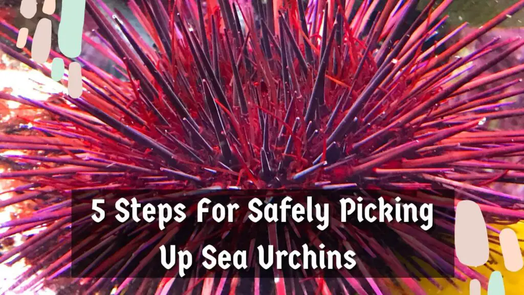 5 Steps For Safely Picking Up Sea Urchins 