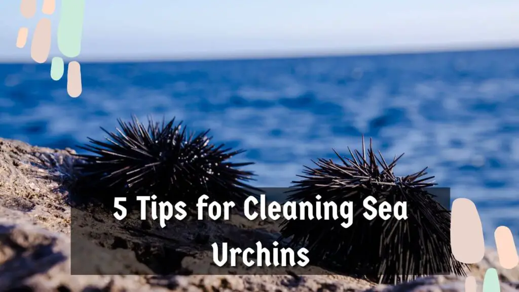 5 Tips for Cleaning Sea Urchins