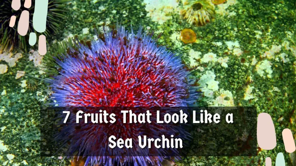 7 Fruits That Look Like a Sea Urchin 