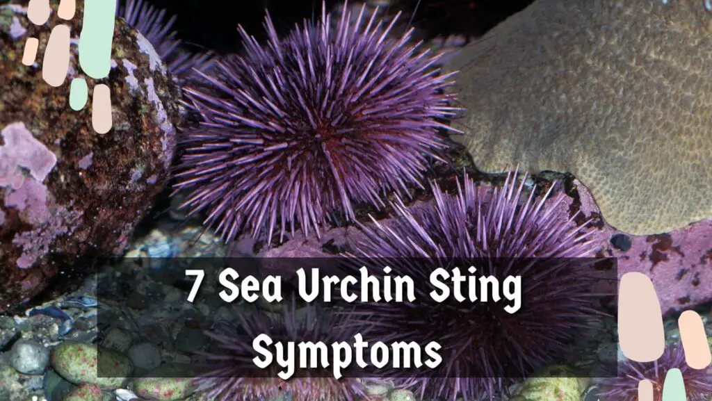 7 Sea Urchin Sting Symptoms 
