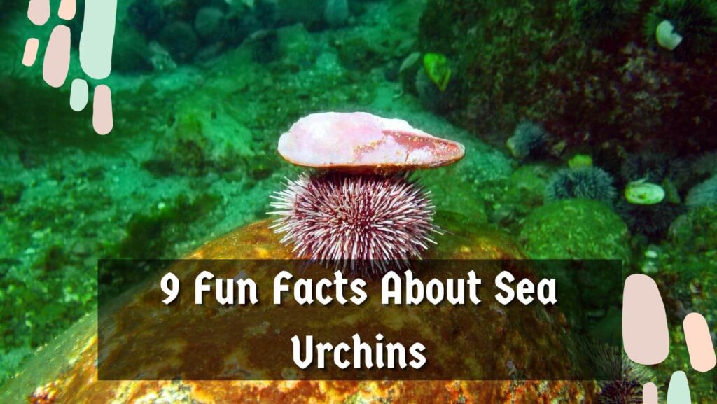 9 Fun Facts About Sea Urchins