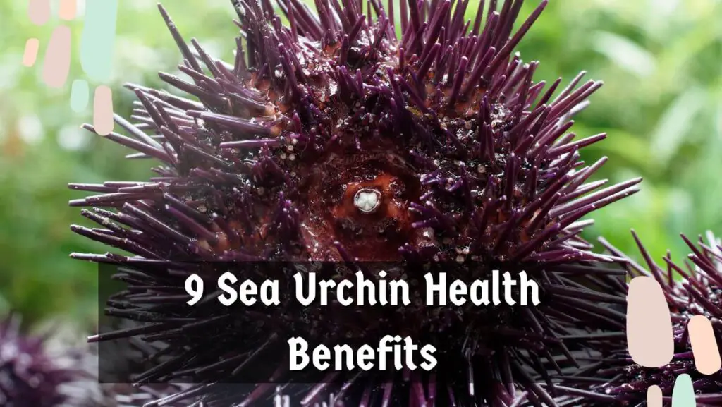 9 Sea Urchin Health Benefits