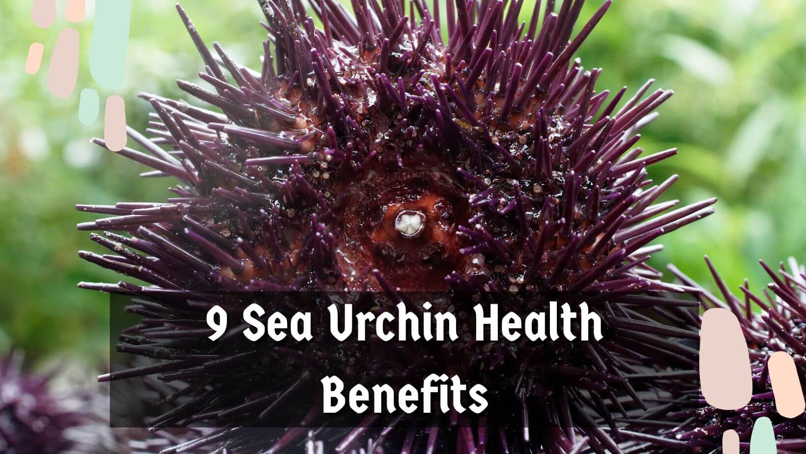 9 Sea Urchin Benefits Health Advantage Of Eating One